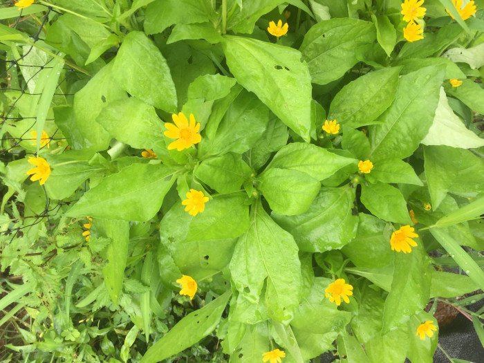 멜란포디움 - Medallion plant, Butter Daisy, Star Daisy, Gold Medallion Flower, Melampodium paludosum