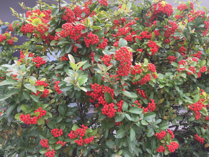 피라칸사스 - firethorn, Pyracantha angustifolia (Franch.) C.K.Schneid.