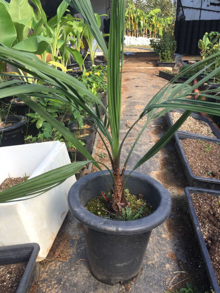 뷰티아야자 - Jelly palm, Butia odorata (Barb.Rodr.) Noblick