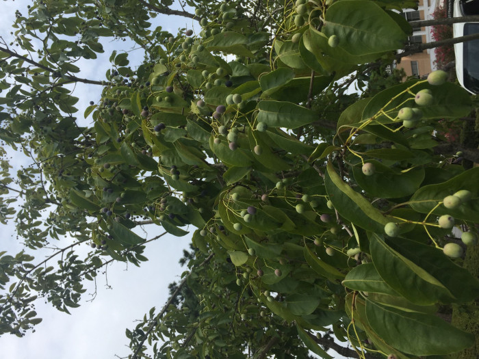 이팝나무 - Chinese Fringe Tree, Chionanthus retusus Lindl. & Paxton