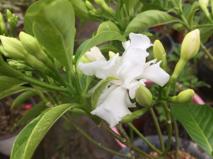 크레이프 자스민 - Crape Jasmine, Tabernaemontana divaricata