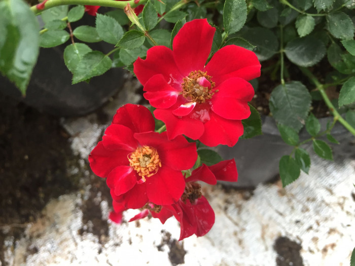 덩굴장미 - Rosa multiflora Thunb. var. platyphylla Thory