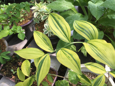 용둥굴레 사진 - Polygonatum involucratum (Franch. & Sav.) Maxim. Photos