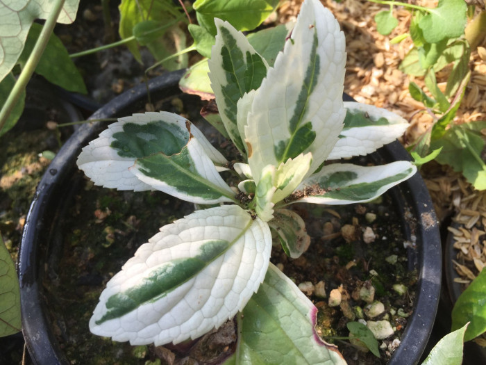 수국 - Hydrangea, Hydrangea macrophylla (Thunb.) Ser. for. otaksa (Siebold & Zucc.) E. H. Wilson