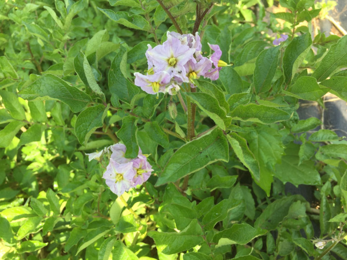 감자 - Potatoes , Solanum tuberosum L.
