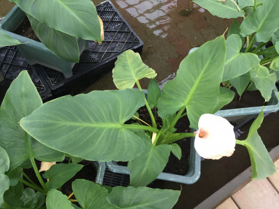 물카라 사진 - Zantedeschia sp. Photos