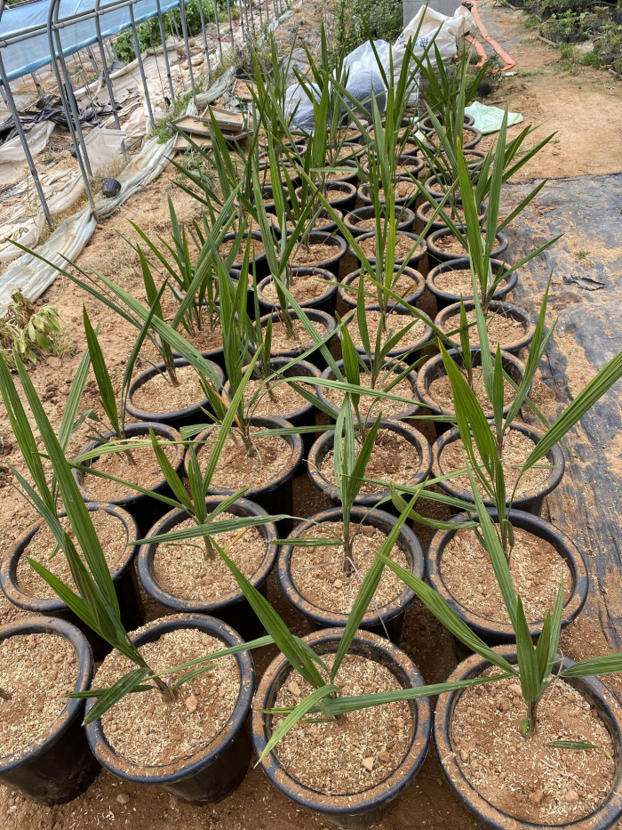 뷰티아야자 - Jelly palm, Butia odorata (Barb.Rodr.) Noblick