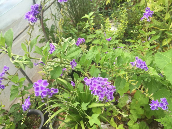 듀란타 - Duranta repens, Duranta erecta L