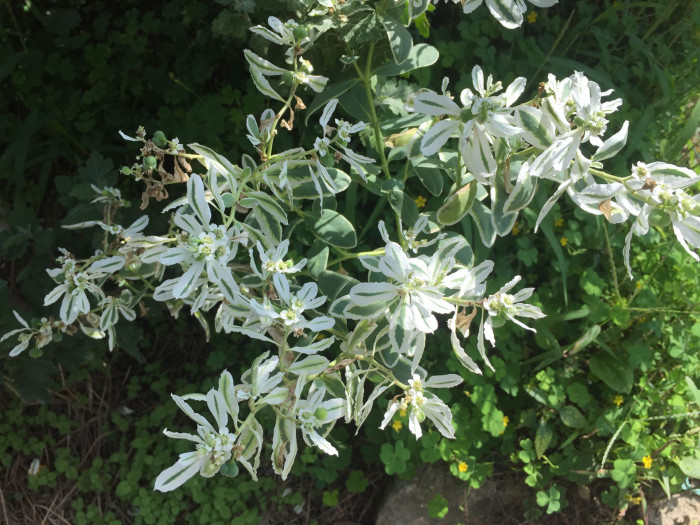 설악초 - ghost-weed,snow-on-the-mountain, Euphorbia marginata