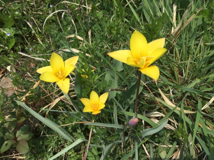 튤립 - Tulip, Tulipa gesneriana