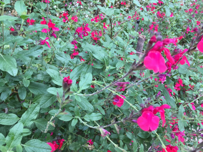 체리 세이지 - Cherry Sage, Salvia officinalis L.