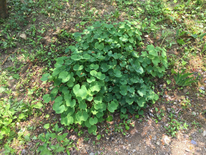 깽깽이풀 - Jeffersonia dubia