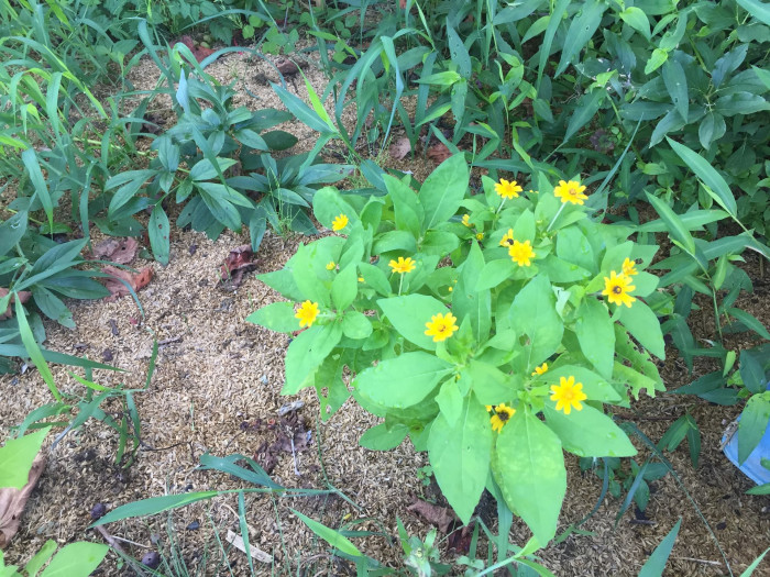 멜란포디움 - Medallion plant, Butter Daisy, Star Daisy, Gold Medallion Flower, Melampodium paludosum
