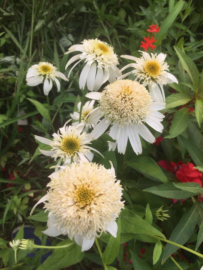 에키네시아 - eastern purple coneflower, hedgehog coneflower, purple coneflower, Echinacea purpurea