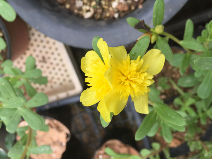 포테리카 - umbraticola, Portulaca umbraticola