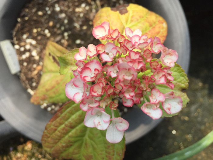 수국 - Hydrangea, Hydrangea macrophylla (Thunb.) Ser. for. otaksa (Siebold & Zucc.) E. H. Wilson