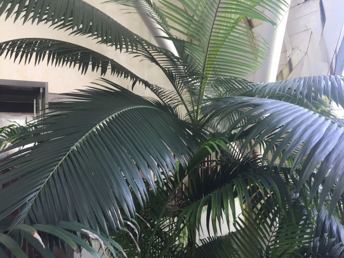 대왕야자 - Cuban royal palm, Florida royal palm, Roystonea regia