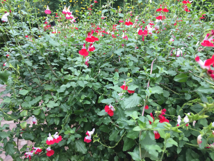 핫립세이지 - HotLipsSage, Salvia Microphylla