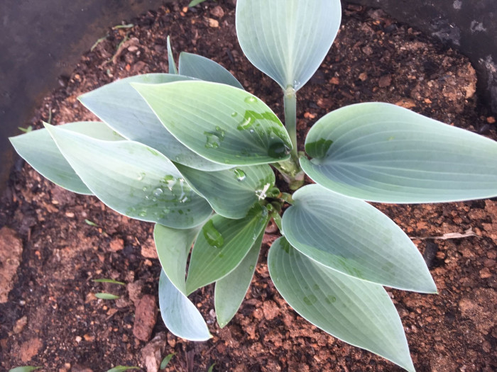 옥잠화 - Plantain lily, Hosta plantaginea (Lam.) Aschers.