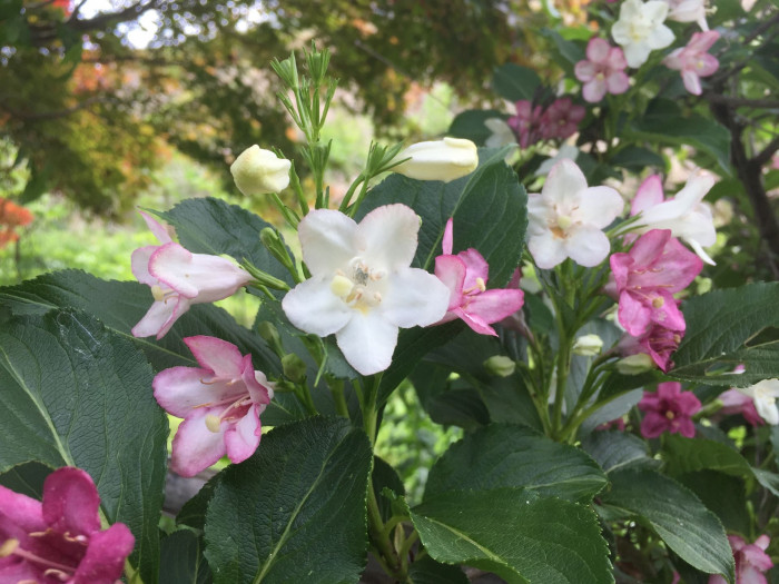 붉은병꽃나무 - Weigela florida (Bunge) A. DC.