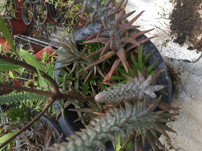 바위솔 - Orostachys japonica