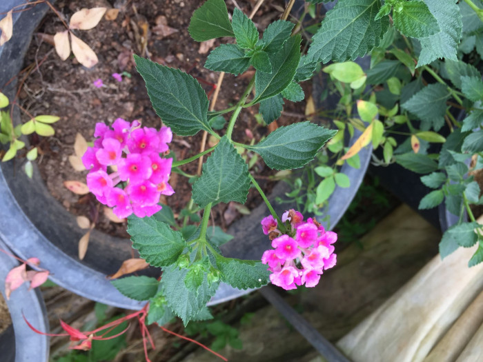 란타나 - Spanish Flag, West Indian Lantana, Lantana camara