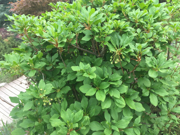 등대꽃 - Enkianthus campanulatus 