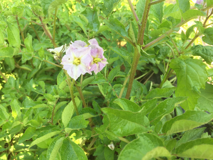 감자 - Potatoes , Solanum tuberosum L.