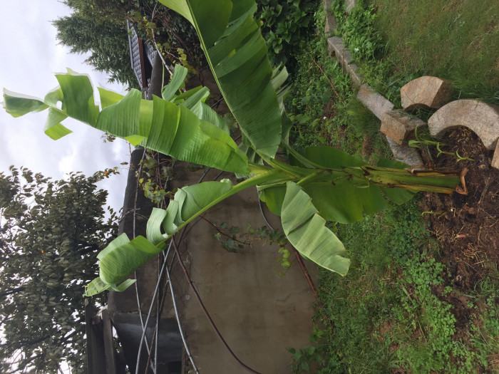 파초 - Japanese banana, Japanese fibre banana, hardy banana, Musa basjoo Siebold & Zucc.