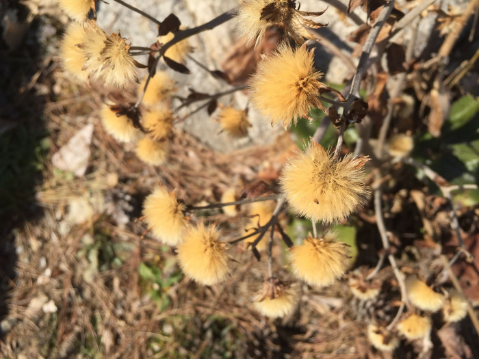 털머위 - Farfugium japonicum (L.) Kitam.