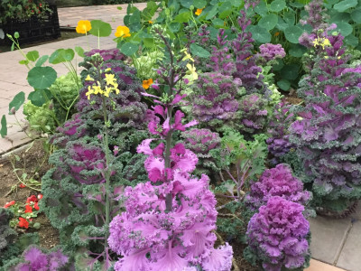 꽃양배추 사진 - Brassica oleracea L. var. botrytis L. Photos