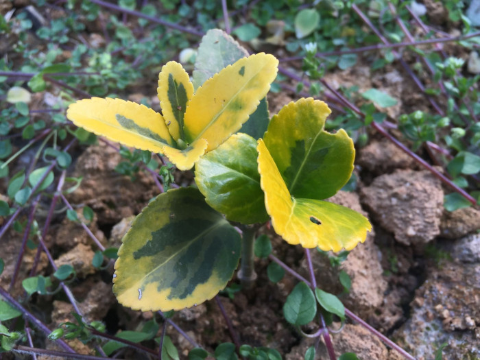사철나무 - Japanese Spindle, Euonymus japonicus Thunb.