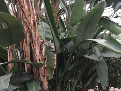 큰극락조화 사진 - Strelitzia nicolai Photos
