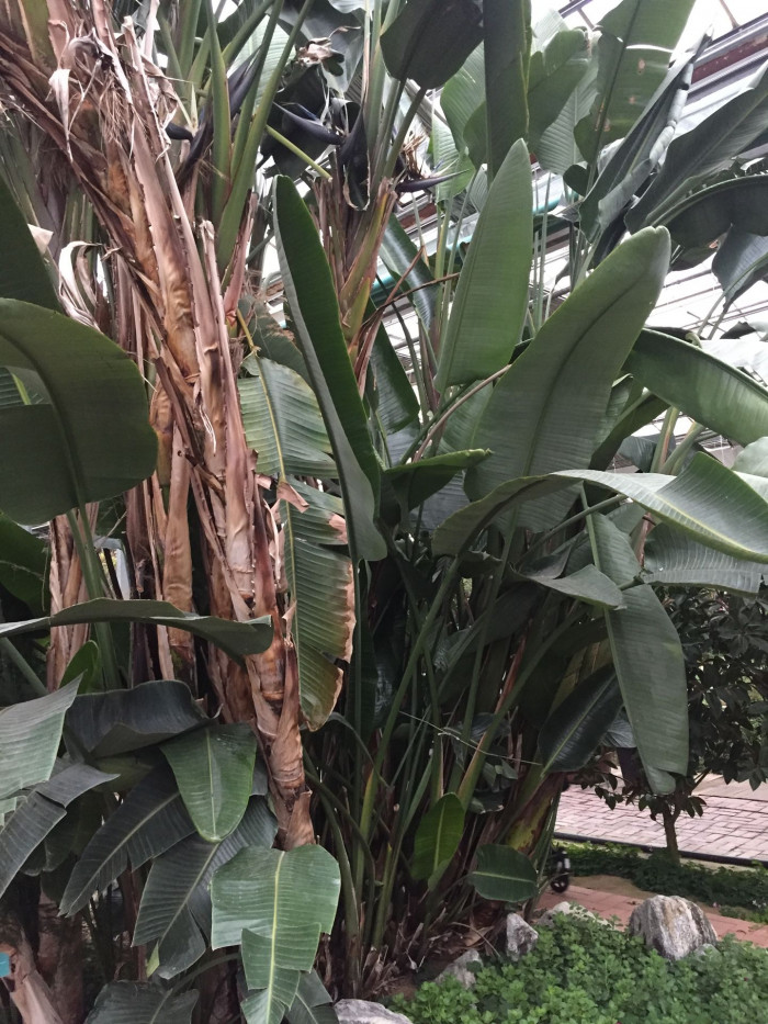 큰극락조화 - Bird of Paradise, Strelitzia nicolai
