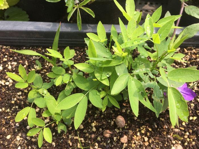 황호접 - Cassia coluteoides