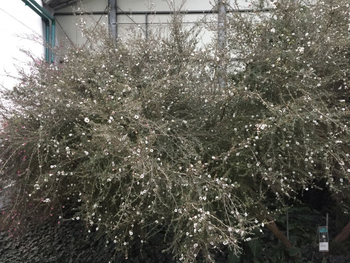 호주매화 - manuka, manuka myrtle, Tea tree, Leptospermum scoparium