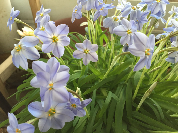 향기별꽃 - starflower, spring starflower, Ipheion uniflorum