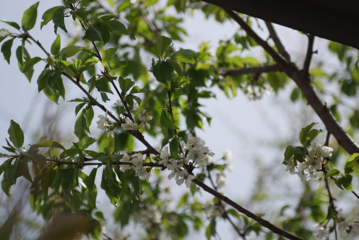 양벚나무 - Prunus avium, Prunus avium L.