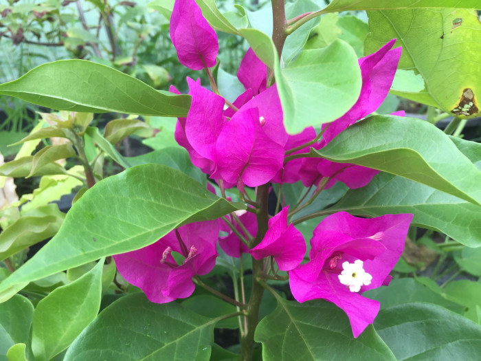 부겐베리아 - paper flower, Bougainvillea glabra