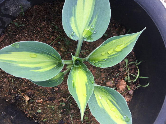 옥잠화 - Plantain lily, Hosta plantaginea (Lam.) Aschers.
