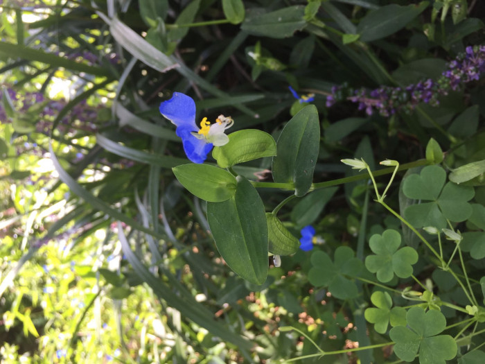 닭의장풀  - Commelina communis L