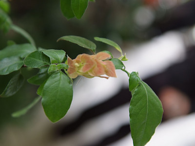 새우풀 사진 - Justicia brandegeeana Photos
