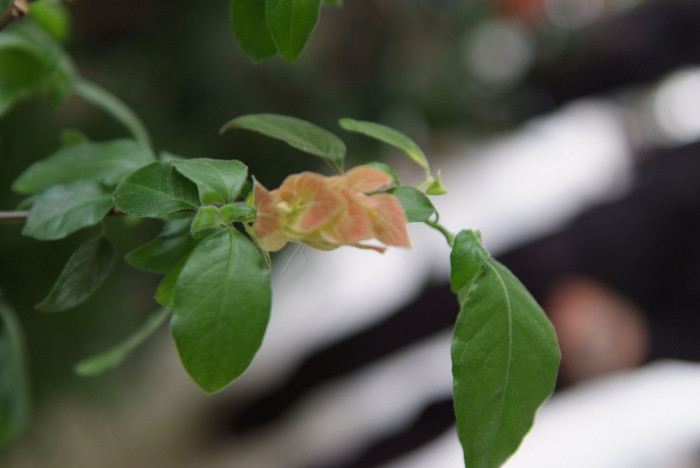 새우풀 - Mexican Shrimp Plant, Shrimp Plant, Shrimp Flower, False Hop, Justicia brandegeeana