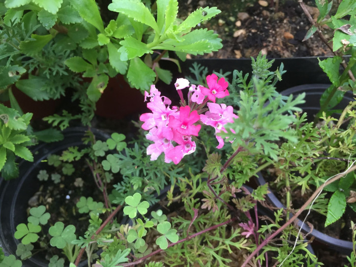 버베나 - Verbena, Garden verbena, Verbena hybrida