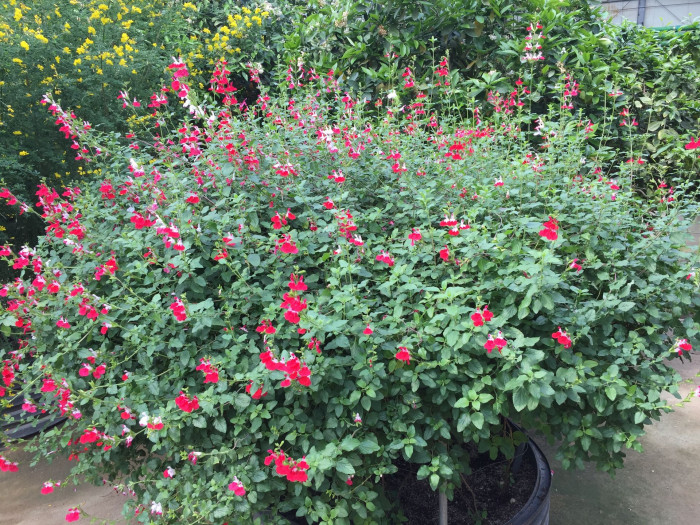핫립세이지 - HotLipsSage, Salvia Microphylla