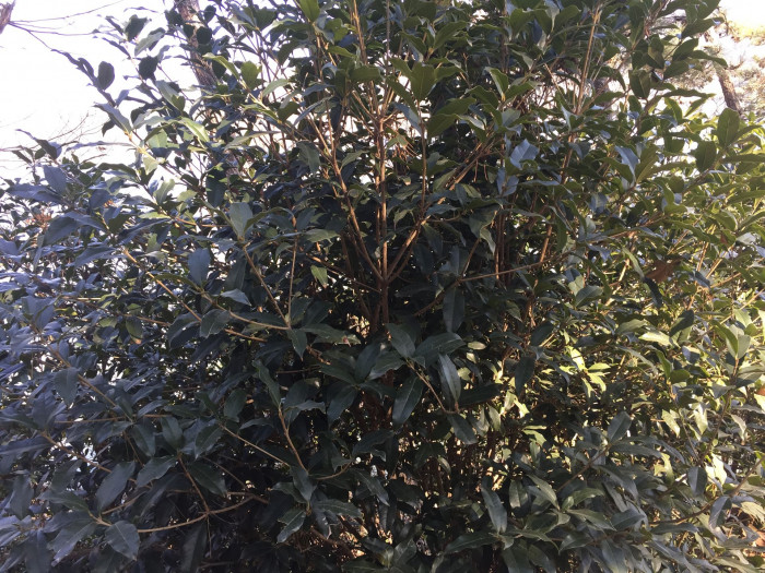 금목서 - Osmanthus fragrans var. aurantiacus Makino