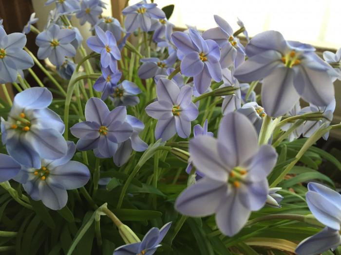 향기별꽃 - starflower, spring starflower, Ipheion uniflorum
