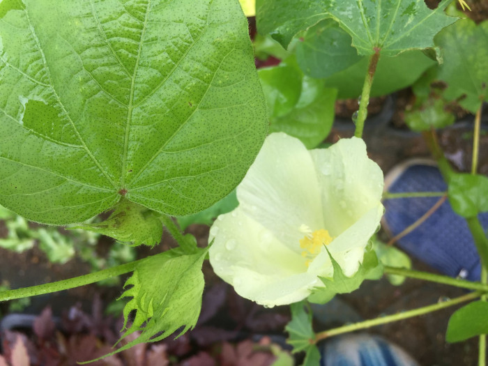 목화 - Gossypium indicum Lam.