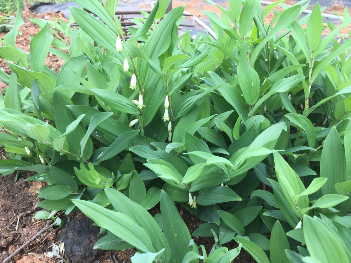 둥굴레 - ㅋㅋ, Polygonatum odoratum var.pluriflorum