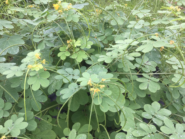 결명자 - Senna obtusifolia, Senna tora (L.) Roxb.